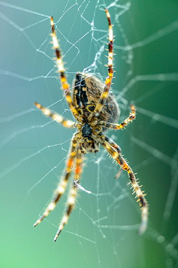 pavouk, web, pavučina, zahradní pavouk, araneus, pavoukovec, zvíře, pavoučí hedvábí, pavoučí síť, Příroda, detailní