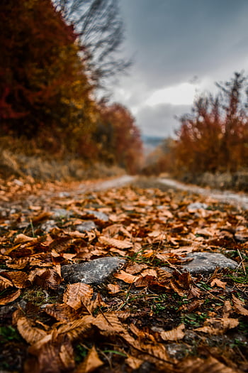 gefallene Blätter, Herbstblätter, Waldweg, Herbstfarben, Reiche Texturen, lebendiger Herbst, Nahaufnahmefoto, Herbstlandschaft, Waldboden, Saisonale Schönheit, Naturfotografie
