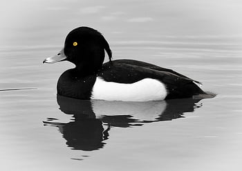 tufted Duck, duck, bird, animal, feathers, plumage, beak, waterfowl, nature, wildlife, birdwatching