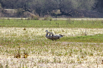 birds, geese, ducks, wetland, grass, lake, park, nature, migratory, outdoor, bar Headed Geese