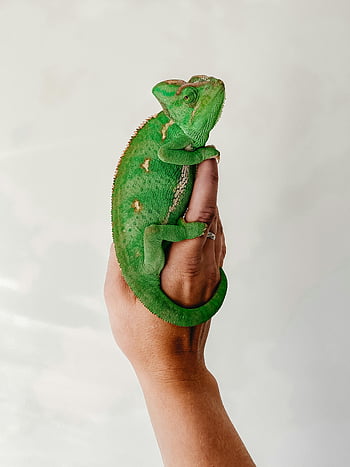veiled chameleon, Chamaeleo calyptratus, chameleon on hand, green chameleon, reptile, hand, plain background, exotic pet, animal, wildlife, close-up