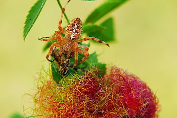 ale když oranžová, křižácká zahrada, krásné květiny, žena jí ženu, hmyz, pavoukovci, zvířat, Příroda, mimo, bezobratlých, květinové pozadí