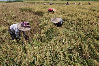 rice Field, farmers, harvest, rice, crop, workers, farm Workers, harvesting, farm, field, cropland