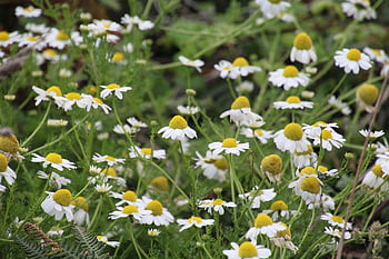 meadow, summer, yellow, botany, white, flowers, flower Wallpaper, leucanthemum, bloom, plant, nature