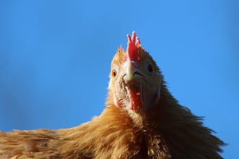 chicken, hen, poultry, animal, farm Animal, outdoors, free Range, agriculture, nature, bird, comb