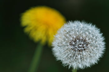 dandelion, dandelion Seeds, wildflowers, flower, flower Background, nature, beautiful Flowers, blossom, flower Wallpaper, bloom, flora