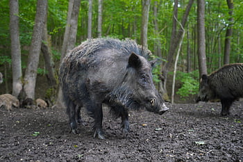 wild Boar, pig, sows, the Animal, nature, zoo, mammals, the Bristles, forest, wild, piglet