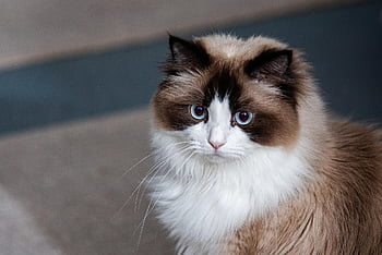 cat, ragdoll, longhair Cat, domestic Animal, pet, blue Eyes, cat Eyes, breed Cat, animal, portrait