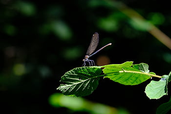 dragonfly, blue-winged Demoiselle, nature, calopteryx Virgo, common Mermaid, demoiselle, calopterygidae, animal, flight Insect, insect