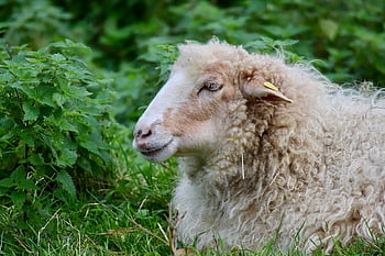 sheep, ruminant, farm Animal, pasture, meadow, wool, wildlife, mammal, nature, animal, the Sheep