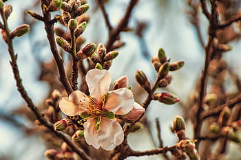 almond Tree, flowers, branches, buds, petals, flower Wallpaper, tree, plant, bloom, blossom, nature
