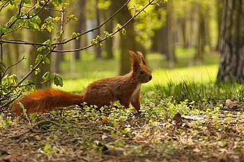 squirrel, rodent, wildlife, forest, foraging, wilderness, nature, animal, animal World, verifiable Kitten, nager