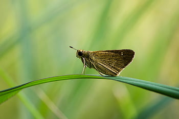 ngengat, Ngengat Umum, serangga, sayap, kupu-kupu, antena, liar, margasatwa, juragan, lepidoptera, Daun-daun