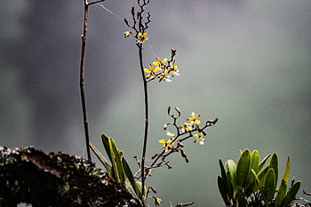 květ, tropický, jaro, exotický, biodiverzity, Kostarika, Příroda, orchideje, botanický
