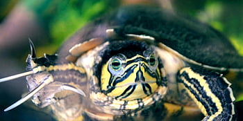 turtle pictures, turtle close-up, turtle face, turtle eyes, turtle shell, turtle patterns, turtle in water, turtle portrait, turtle details, turtle photography, turtle wildlife