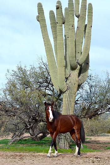 wild Horses, nature, arizona Wild Horses, cactus, arizona, west, wild, horse, nostalgia, history