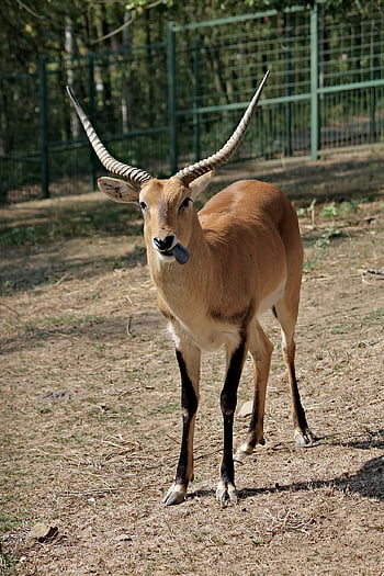 antilopa, artiodactyl, mužský, savec, přežvýkavec, býložravec, Příroda, zvíře, Afričan, rohy, Jazyk