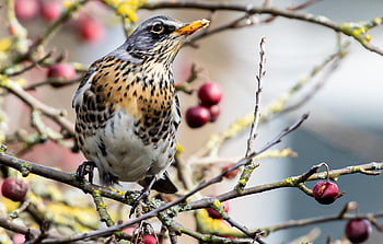redwing, fieldfare, migratory Bird, thrush, perched, bird, tree