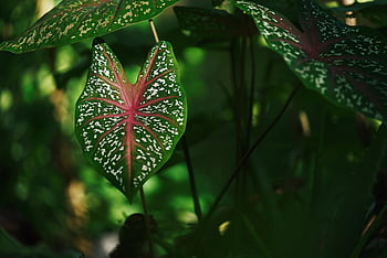 Taro, Caladium, plante decorative, frunze, floră, pădure, natural, natură, plantă, roșu, verde
