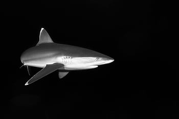 鮫、 水中、 黒と白、 優雅に水泳、 なめらかな形、 海上生活、 海の生き物、 水生捕食者、 海洋生物、 モノクロ写真、 水中写真