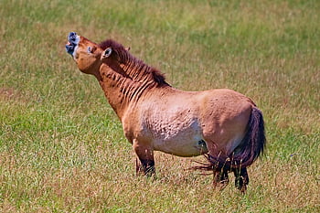 kůň przewalského, takhi, mongolský divoký kůň, kůň, Džungarský kůň, zvíře, savec, Příroda, louka