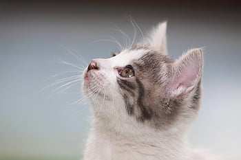kucing, anak kucing, kucing liar, membelai, gilnyangyi, hewan peliharaan, hewan, bayi kucing, imut, meong, alam