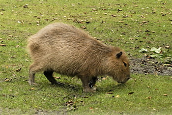capybara, állat, állatkert, rágcsáló, emlős, vadvilág, fauna, vad, vadon, természet