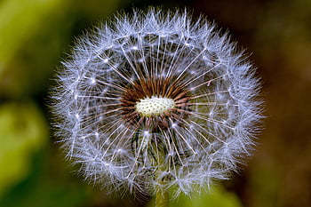 dente di leone, Fiore di campo, semi di dente di leone, pianta, natura, avvicinamento, macro, Repubblica di Corea