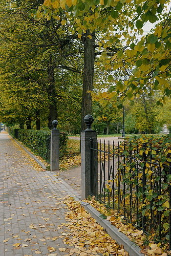 AUTUMNAL CITY PARK, Serene Park Pathway, alberi, foglie d'autunno, ambiente esterno tranquillo, parco, sentiero, autunno, le foglie, all'aperto, ambiente