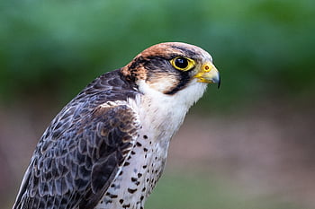 sokol, pták, peří, zobák, zvíře, poštolka, dravý pták, raptor, účtovat, sokolnictví, létající