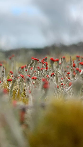 Cladonia Coccifera, lišejník, řasy, venku, letní, Příroda, fotografování