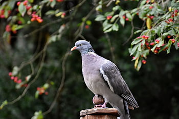 holubice, holub, pták, zvíře, peří, zobák, Příroda, volně žijících živočichů, ornitologie, fauna
