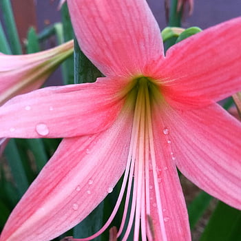 roze bloem, levendige roze amaryllis, waterdruppels, delicate schoonheid, roze bloemblaadjes, amaryllis bloem, bloemen schoonheid, close-up bloem, natuurfotografie, roze bloemen, Waterdruppeltjes op bloemblaadjes
