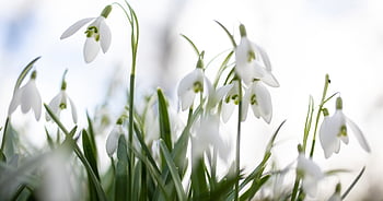 Märzenbecher, leucojum vernum, printemps, macro, amaryllidaceae, fruehlingsknotenblume, blanc, idyllique, plante, la nature, belle