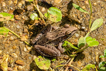 frø, leopard frøen, dyr, padde, dyreliv, natur, Skov