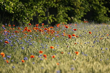 fiori, carta da parati floreale, bellissimi fiori, natura, fioritura, papavero, campo, foresta, prato, sfondo di fiori