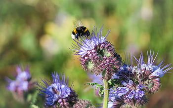 phacelia, květ, čmelák, Včelí pastviny, včela příteli, Dark Bumblebee, všívaná květina, všívané krásné, květinové pozadí, včelařská rostlina, nachový