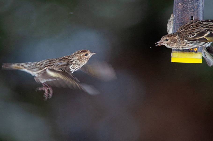 bird, feeder, nature, seed, food, animal, wildlife, beak, feathers, wings, perched
