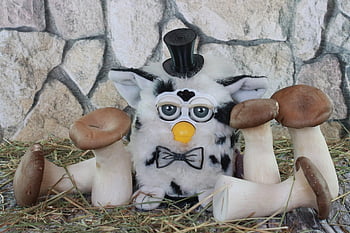 furby, houby, báječný, výživa, čerstvý, jídlo, zdravý, kuchařka, zelenina, drsný, vegetariánský