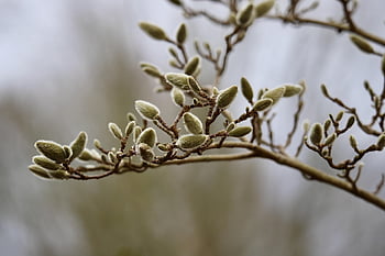 magnolia étoilé, bourgeon, branche en fleurs, arbuste d'ornement, magnolia stellata, Bois décoratif, bourgeons d'hiver, Bois ornemental