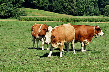 býk, vůl, kráva, zemědělství, přežvýkavec, dobytek, pastvina, hospodářský dvůr, hovězí
