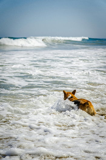 welsh corgi, pes plavání, vlny oceánu, Slunečná pláž, hravý pes, moře, plážový den, pet fotografování, pobřežní scéna, Zvířecí zábava, vodní hra