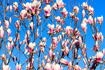 flowers, magnolias, buds, blossoms, bloom, shrub, spring, nature, full Bloom, branch, sea Of Flowers