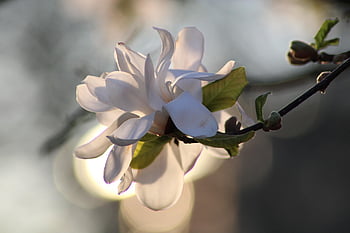 magnolia, magnolia Flower, pink, magnolia Tree, bloom, spring, bud, blossom, blooming, nature, tree