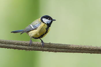 bird, great Tit, songbird, bird Watching, ornithology, plumage, beak, meeting, chirp, tweet, chirrup