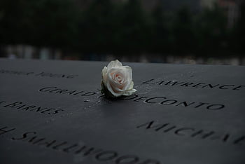 bílá růže, Památník 9/11, New York City, uctění obětí, jediný květ, vzpomínková pocta, 11. září, vzpomínka, ryté jména, slavnostní hold, bílá květina