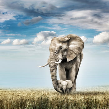 elephants, mother Elephant, young Elephant, baby Elephant, calf, wildlife, wild Animals, animals, mammals, large Animal, safari