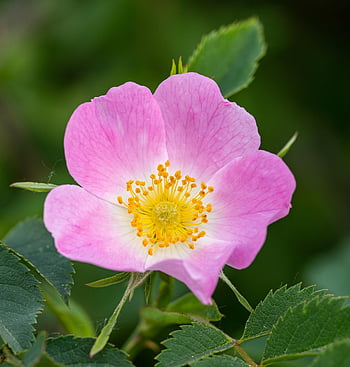 dog Rose, rose, rosa Canina, rosa, canina, flower, pink, wild Rose, bush, thorns, plant