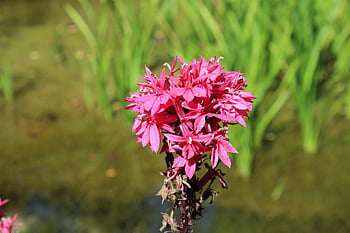fiori, pianta, carta da parati floreale, palude, Epidendrum, fiori rosa, fioritura, fiorire, bellissimi fiori, flora, sfondo di fiori