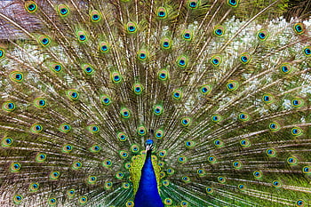 peacock feathers, close-up peacock, vibrant peacock, colorful feathers, iridescent feathers, peacock display, outdoor peacock, peacock plumage, peacock tail, peacock eye pattern, peacock beauty